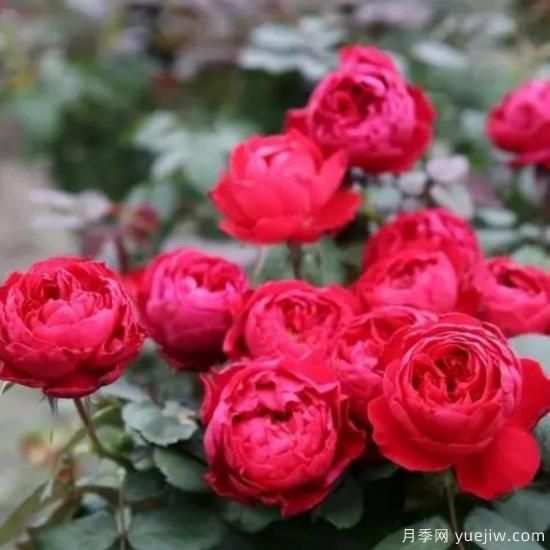 分享香味濃郁的10個(gè)月季花品種，皮實(shí)好養顏值高(圖4)