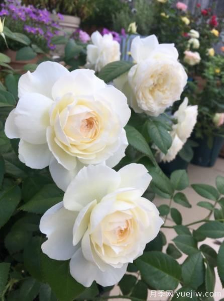 分享香味濃郁的10個(gè)月季花品種，皮實(shí)好養顏值高(圖5)
