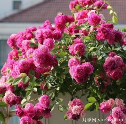 分享香味濃郁的10個(gè)月季花品種，皮實(shí)好養顏值高(圖6)