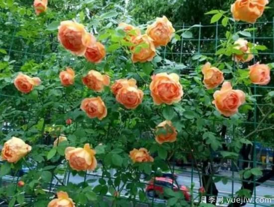 分享香味濃郁的10個(gè)月季花品種，皮實(shí)好養顏值高(圖7)