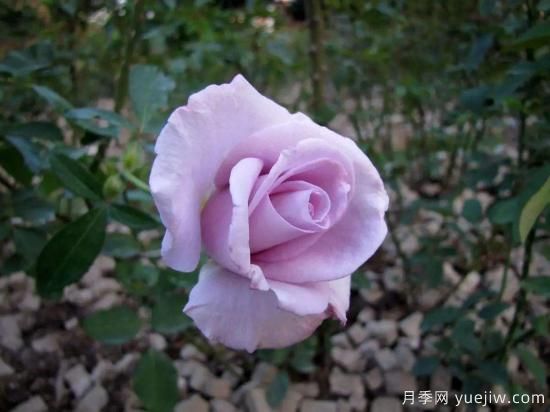 大花香水月季的養護方法，分享10種花香飄滿(mǎn)屋(圖3)