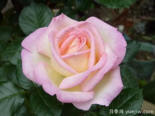 大花香水月季的養護方法，分享10種花香飄滿(mǎn)屋(圖2)