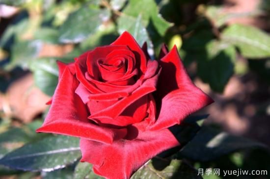 大花香水月季的養護方法，分享10種花香飄滿(mǎn)屋(圖4)