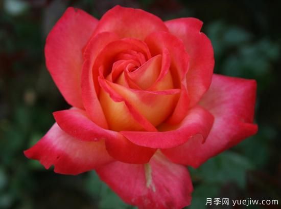 大花香水月季的養護方法，分享10種花香飄滿(mǎn)屋(圖6)