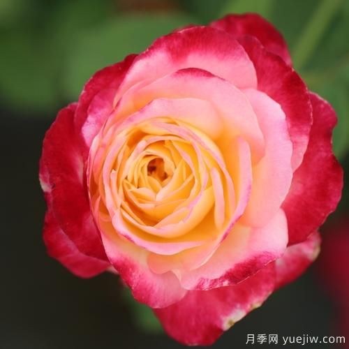 大花香水月季的養護方法，分享10種花香飄滿(mǎn)屋(圖5)