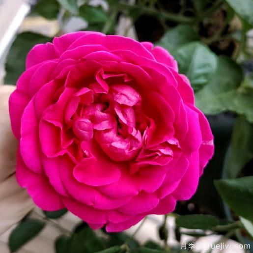 大花香水月季的養護方法，分享10種花香飄滿(mǎn)屋(圖7)