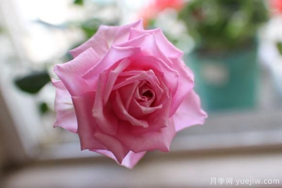 大花香水月季的養護方法，分享10種花香飄滿(mǎn)屋(圖10)
