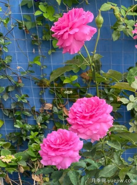 分享香味濃郁的10個(gè)月季花品種，皮實(shí)好養顏值高(圖8)