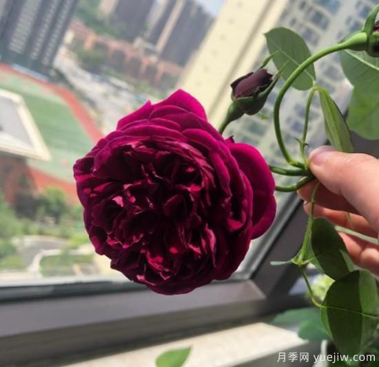 分享香味濃郁的10個(gè)月季花品種，皮實(shí)好養顏值高(圖9)