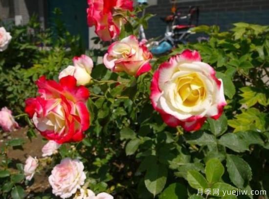 分享香味濃郁的10個(gè)月季花品種，皮實(shí)好養顏值高(圖10)
