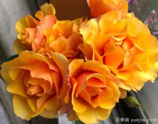 推薦8款冷門(mén)月季品種，養的是，但是表現真好(圖1)