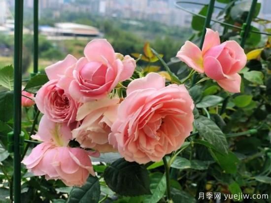 推薦8款冷門(mén)月季品種，養的是，但是表現真好(圖5)
