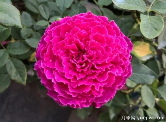 推薦8款冷門(mén)月季品種，養的是，但是表現真好(圖6)
