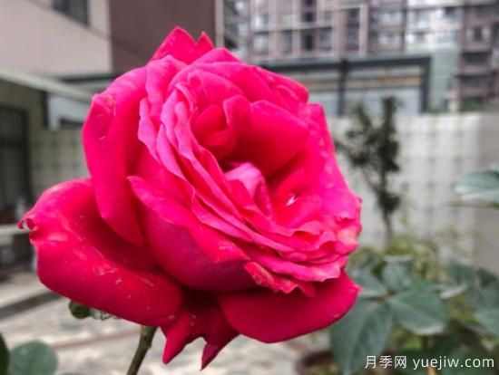 推薦8款冷門(mén)月季品種，養的是，但是表現真好(圖7)