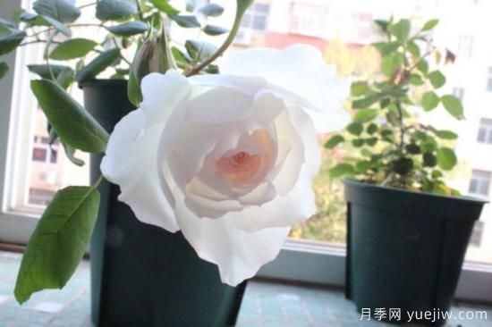 推薦8款冷門(mén)月季品種，養的是，但是表現真好(圖8)