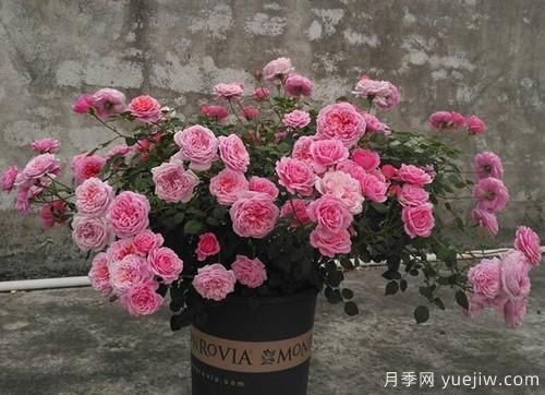 推薦6種濃香型月季，讓你愛(ài)不釋手(圖3)