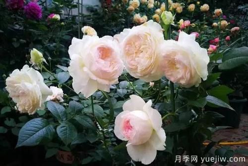 推薦6種濃香型月季，讓你愛(ài)不釋手(圖5)