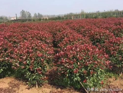 紅葉石楠樹(shù)需水量大小如何確定？(圖1)