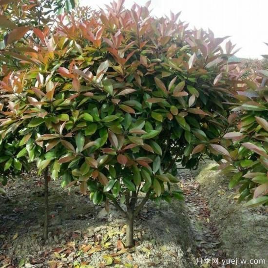 怎么樣培育紅葉石楠可以讓其更鮮艷？(圖1)