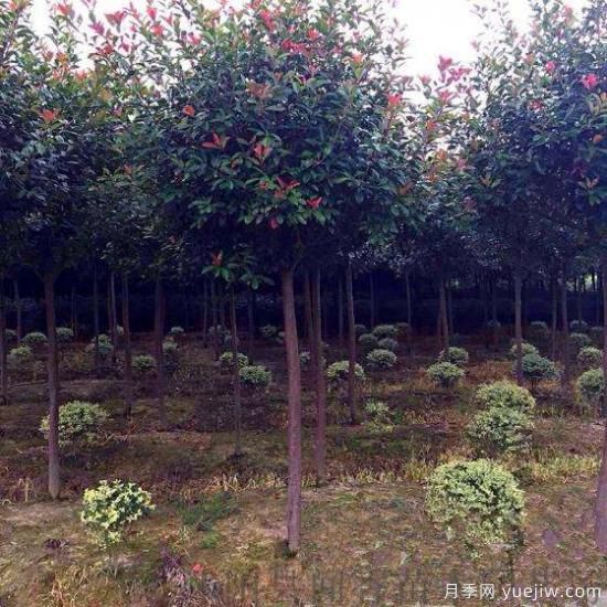 紅葉石楠樹(shù)受到創(chuàng  )傷后如何消毒？(圖1)