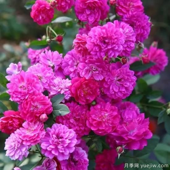 月季花友們，這些經(jīng)典月季品種你值得擁有(圖1)