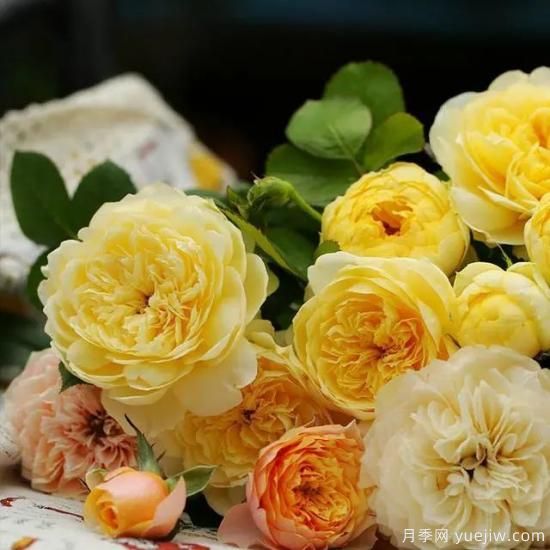 月季花友們，這些經(jīng)典月季品種你值得擁有(圖4)
