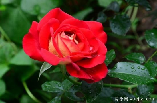 月季盲枝原因，月季盲枝解決方法(圖4)