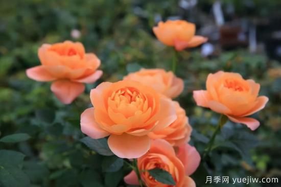 強烈推薦的11種月季花，陽(yáng)臺變花園不是夢(mèng)(圖1)
