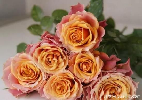 月季花友們，這些經(jīng)典月季品種你值得擁有(圖6)