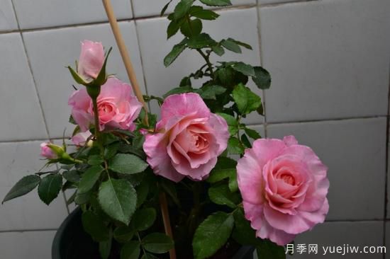 強烈推薦的11種月季花，陽(yáng)臺變花園不是夢(mèng)(圖3)