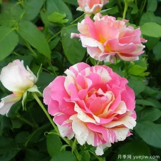 月季花友們，這些經(jīng)典月季品種你值得擁有(圖7)