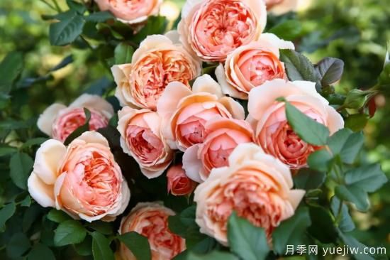 強烈推薦的11種月季花，陽(yáng)臺變花園不是夢(mèng)(圖2)