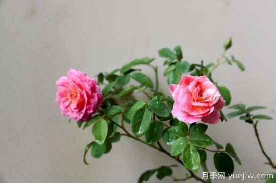 強烈推薦的11種月季花，陽(yáng)臺變花園不是夢(mèng)(圖4)