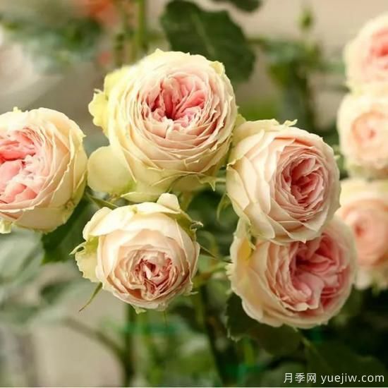 月季花友們，這些經(jīng)典月季品種你值得擁有(圖8)