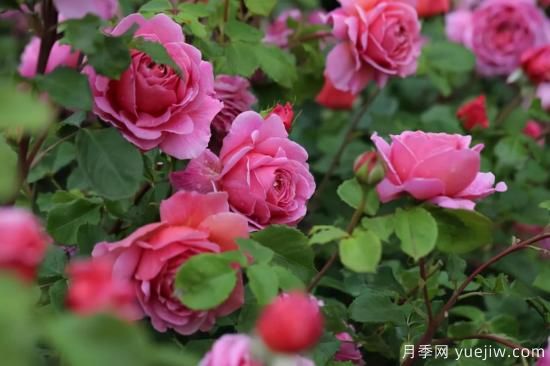 強烈推薦的11種月季花，陽(yáng)臺變花園不是夢(mèng)(圖5)