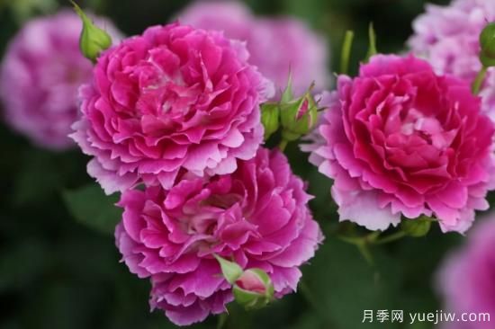 強烈推薦的11種月季花，陽(yáng)臺變花園不是夢(mèng)(圖6)