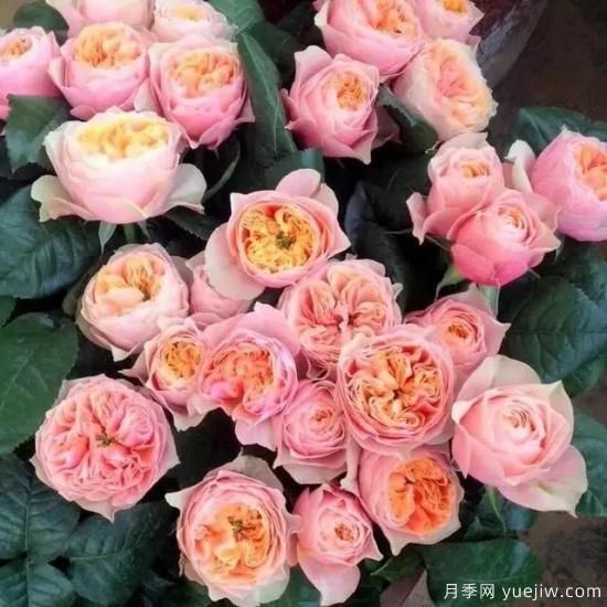 月季花友們，這些經(jīng)典月季品種你值得擁有(圖9)