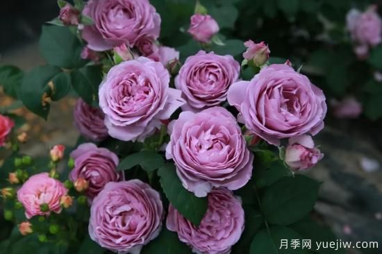 強烈推薦的11種月季花，陽(yáng)臺變花園不是夢(mèng)(圖7)