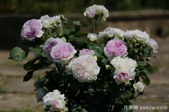 強烈推薦的11種月季花，陽(yáng)臺變花園不是夢(mèng)(圖8)