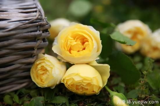 強烈推薦的11種月季花，陽(yáng)臺變花園不是夢(mèng)(圖9)