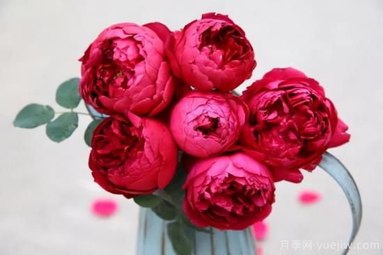 強烈推薦的11種月季花，陽(yáng)臺變花園不是夢(mèng)(圖10)