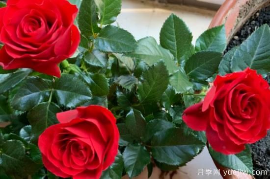 強烈推薦的11種月季花，陽(yáng)臺變花園不是夢(mèng)(圖11)
