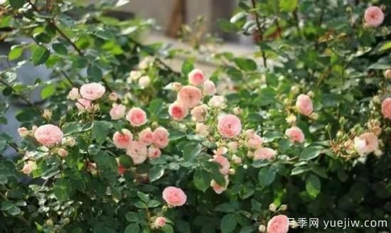 月季花友們，這些經(jīng)典月季品種你值得擁有(圖13)