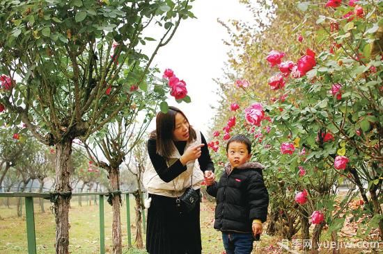 美麗的南陽(yáng)十一月，月季繽紛季季春(圖3)