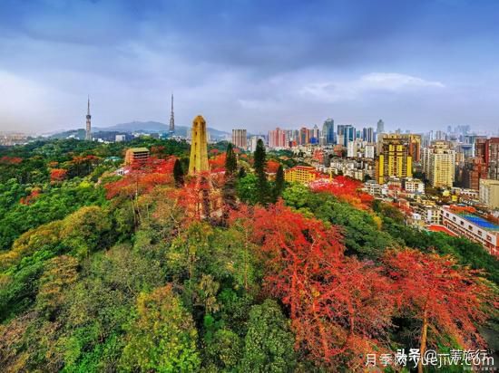 廣州常見(jiàn)花木，花城看花都看什么花(圖1)