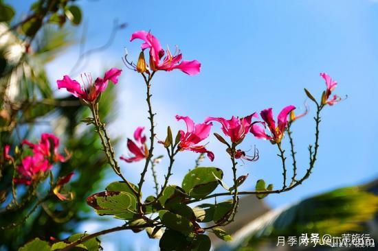 廣州常見(jiàn)花木，花城看花都看什么花(圖2)