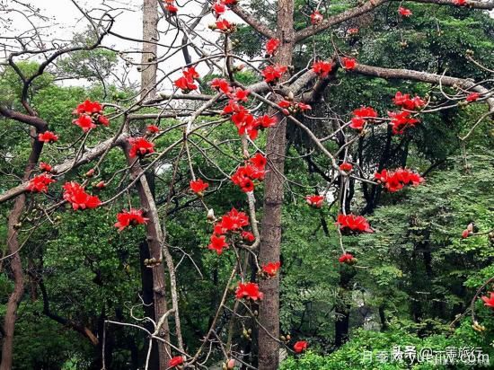 廣州常見(jiàn)花木，花城看花都看什么花(圖3)