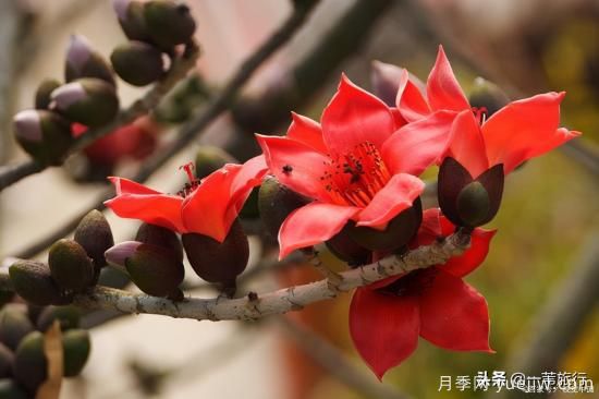 廣州常見(jiàn)花木，花城看花都看什么花(圖4)