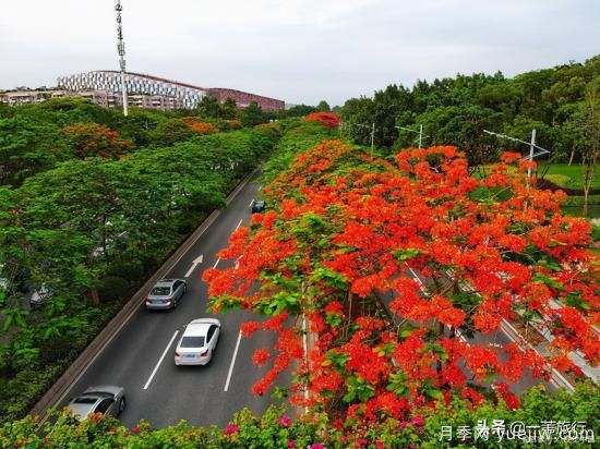 廣州常見(jiàn)花木，花城看花都看什么花(圖6)