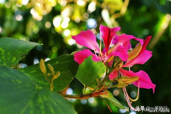 廣州常見(jiàn)花木，花城看花都看什么花(圖7)